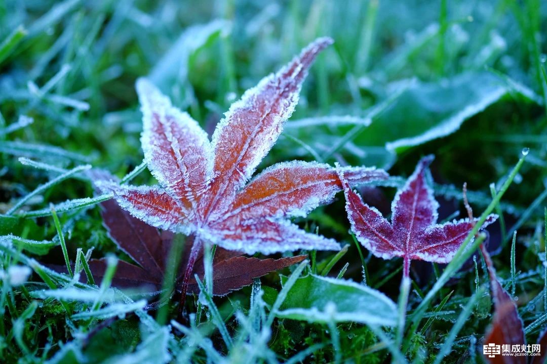 弗乐卡集成灶：霜降 于浅霜红柿间 奏一曲温馨愉悦的深秋清歌